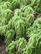 Imagem de Sphagnum rubiginosum Flatberg 1993