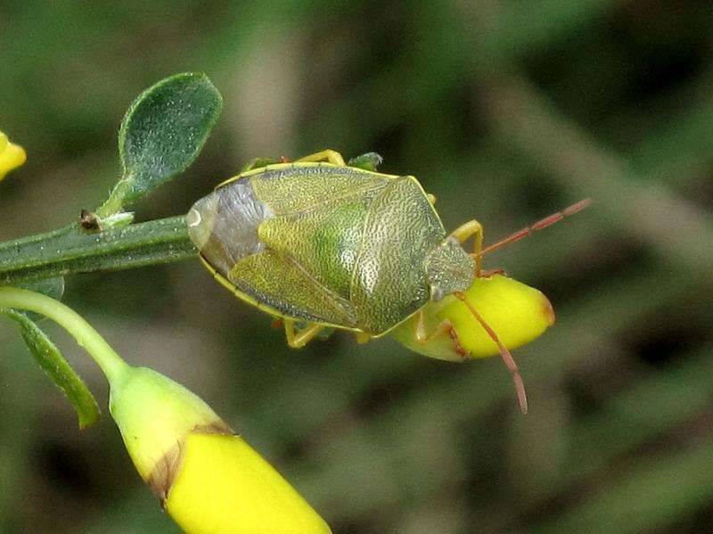 Image of Piezodorus lituratus (Fabricius 1794)