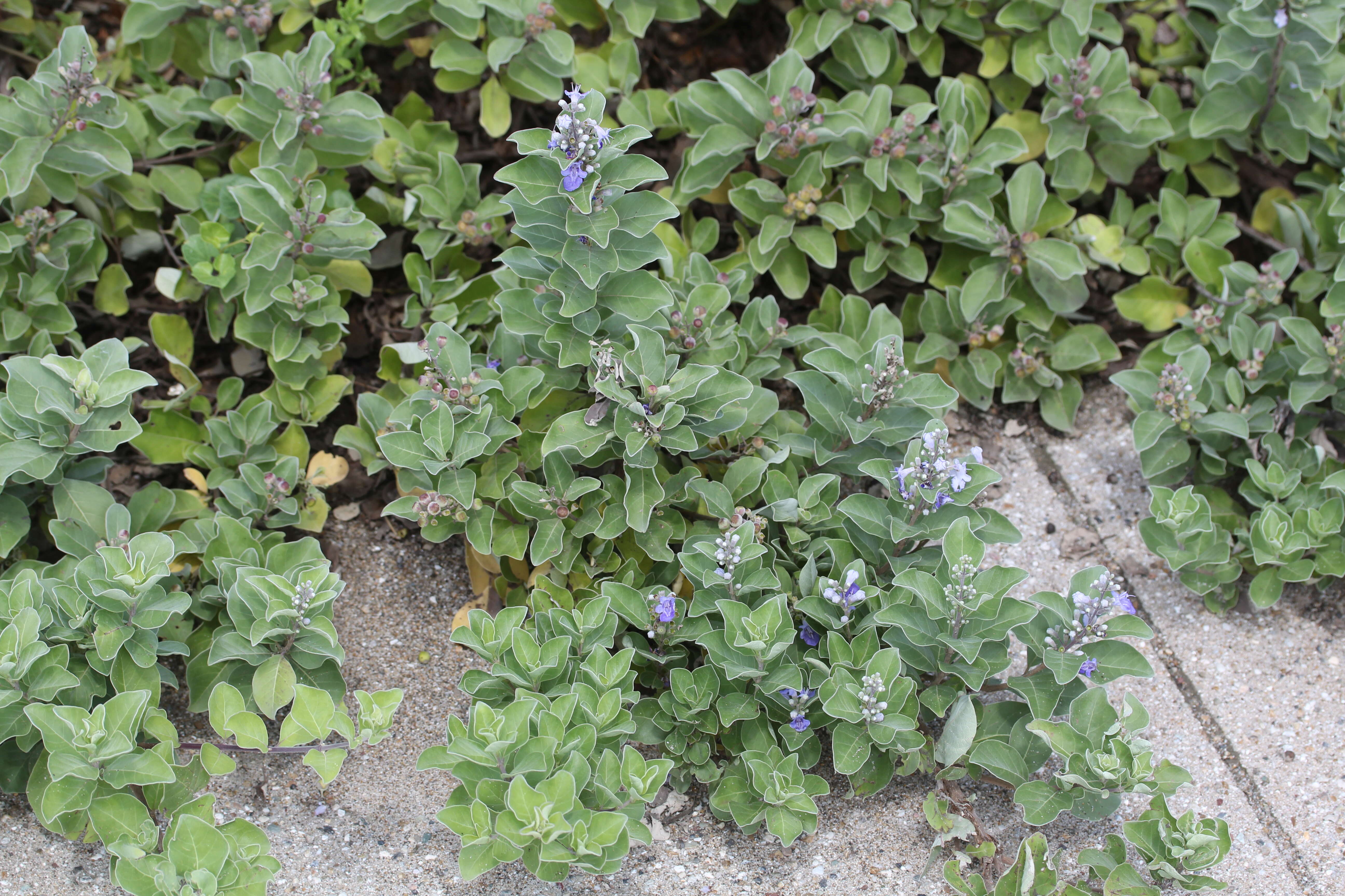 Image of roundleaf chastetree