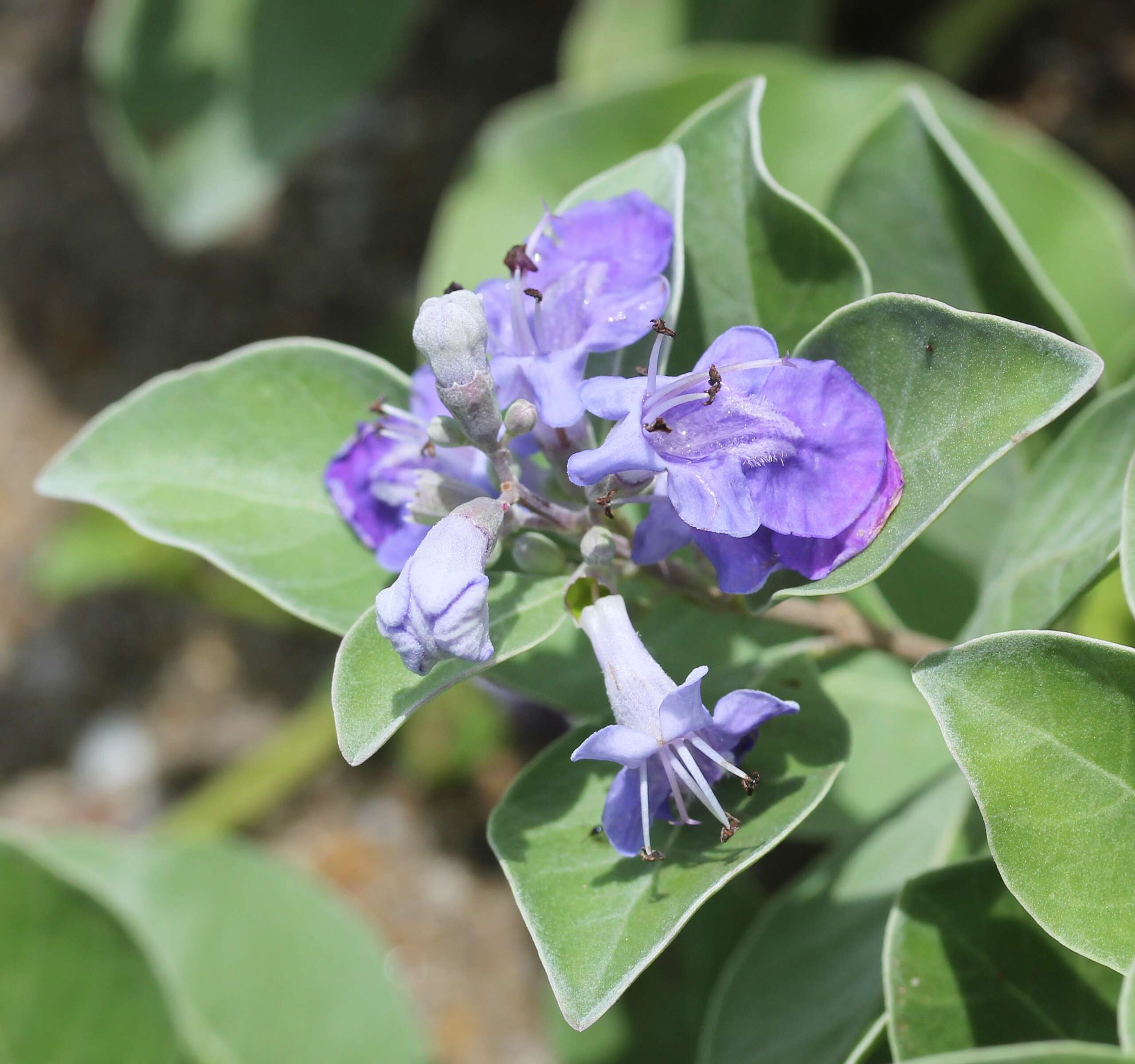 Image of roundleaf chastetree