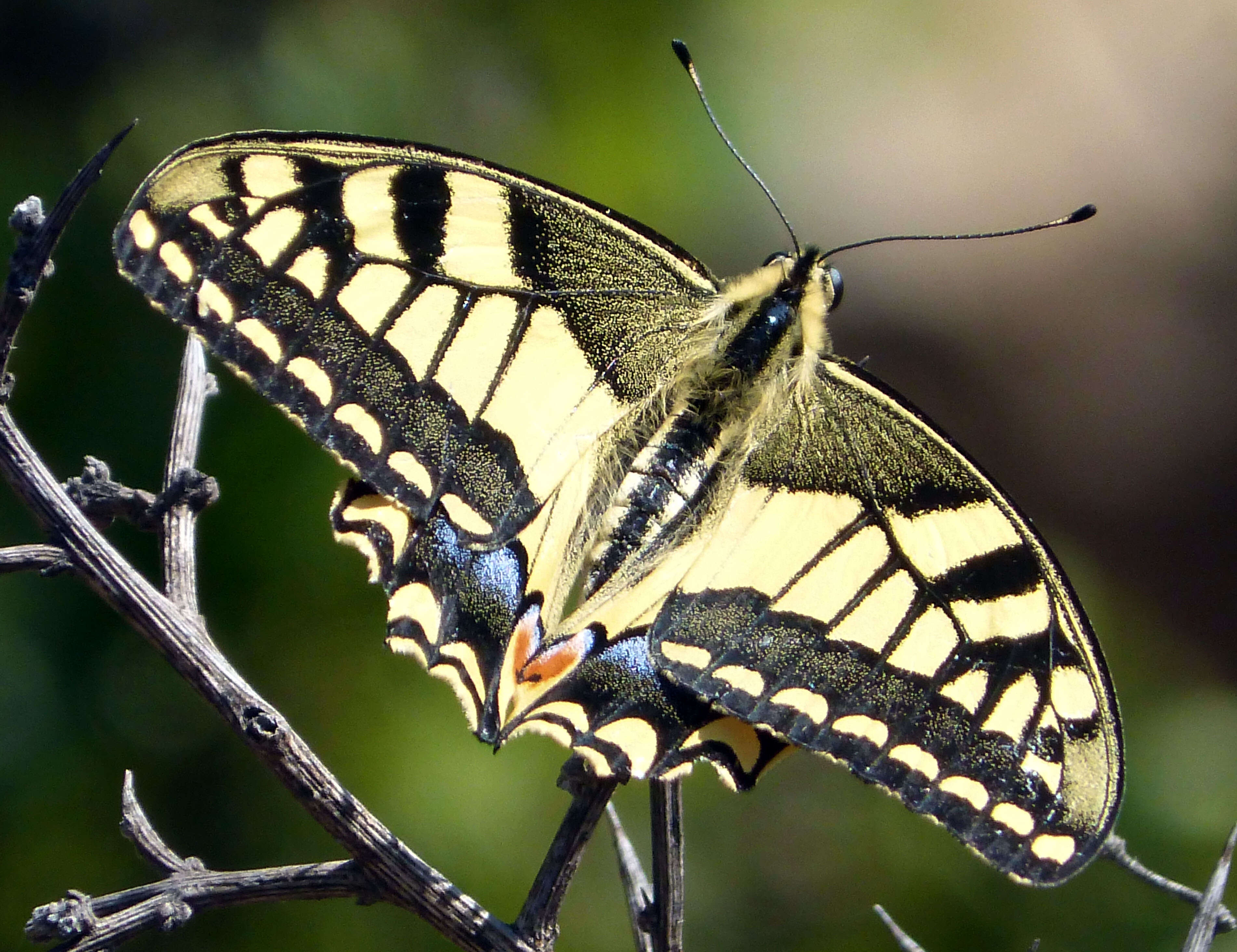 Image of Old World Swallowtail