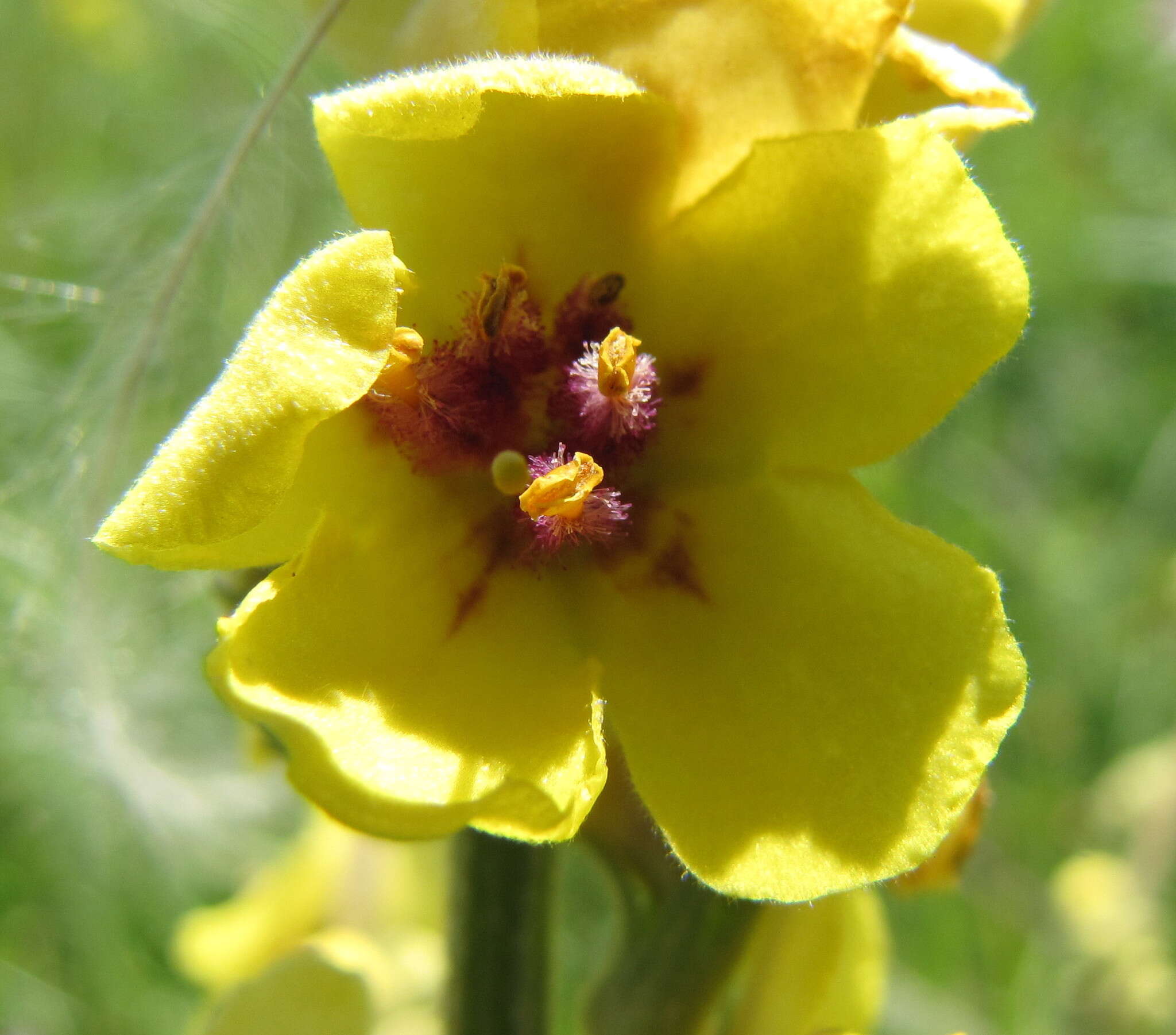 Image of nettle-leaf mullein