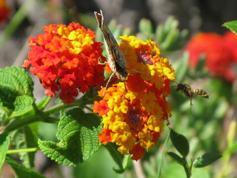 Image of Common wasp