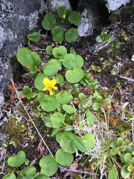 Image of arctic yellow violet