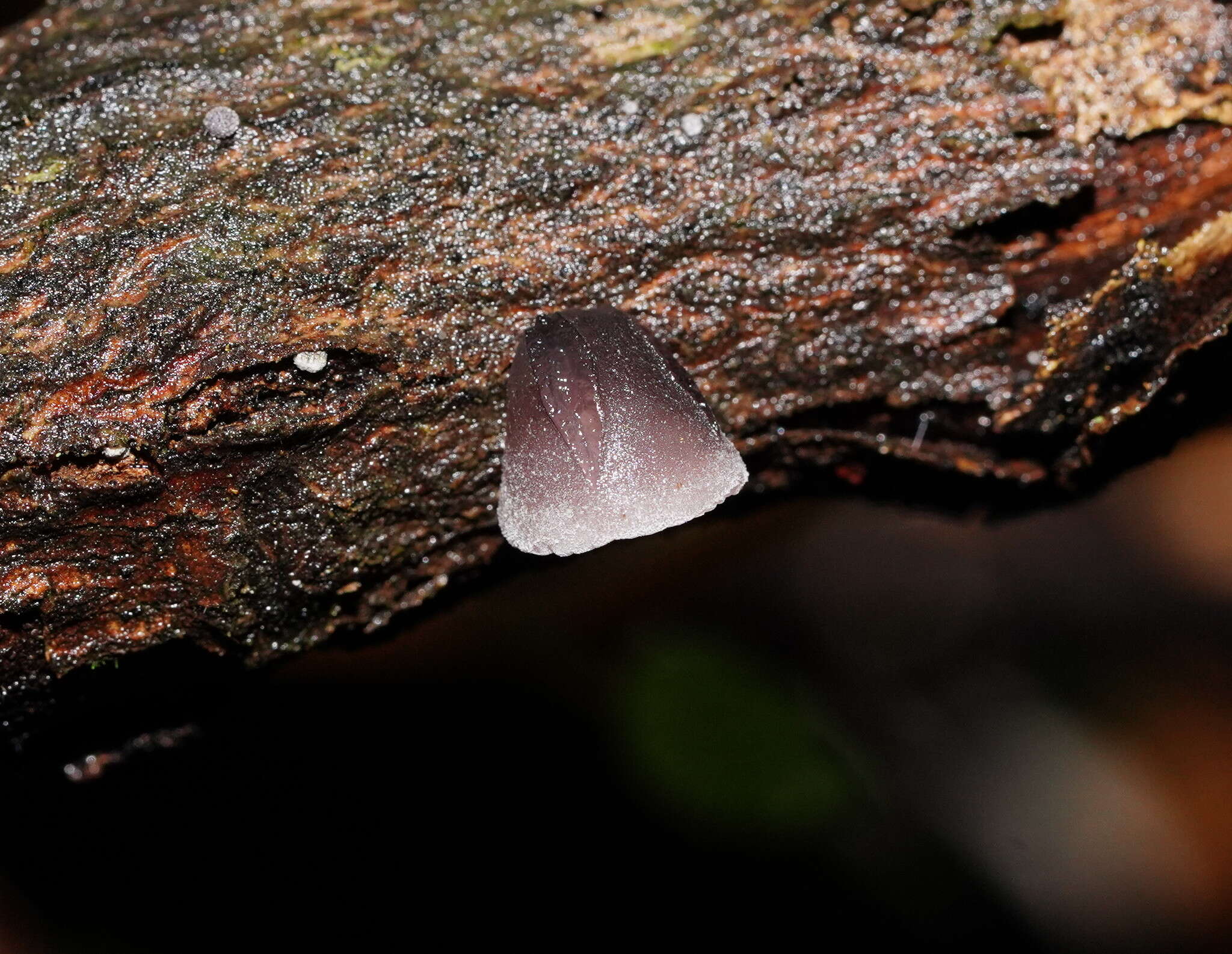 Resupinatus subapplicatus (Cleland) Grgur. 1997 resmi