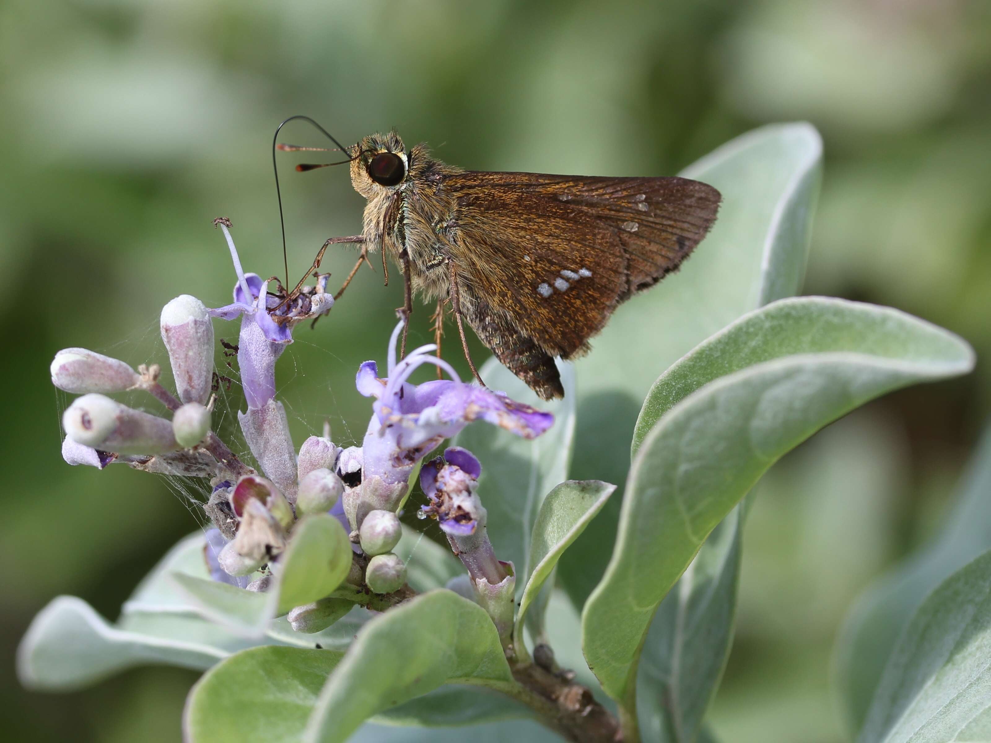 Image of roundleaf chastetree