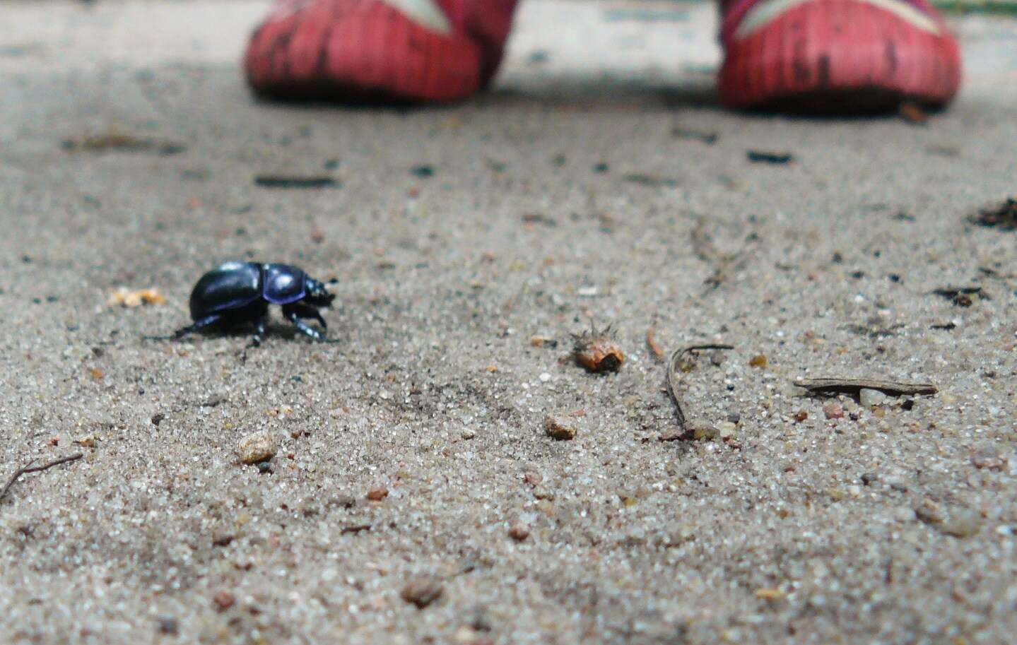 Слика од Geotrupes stercorarius (Linnaeus 1758)