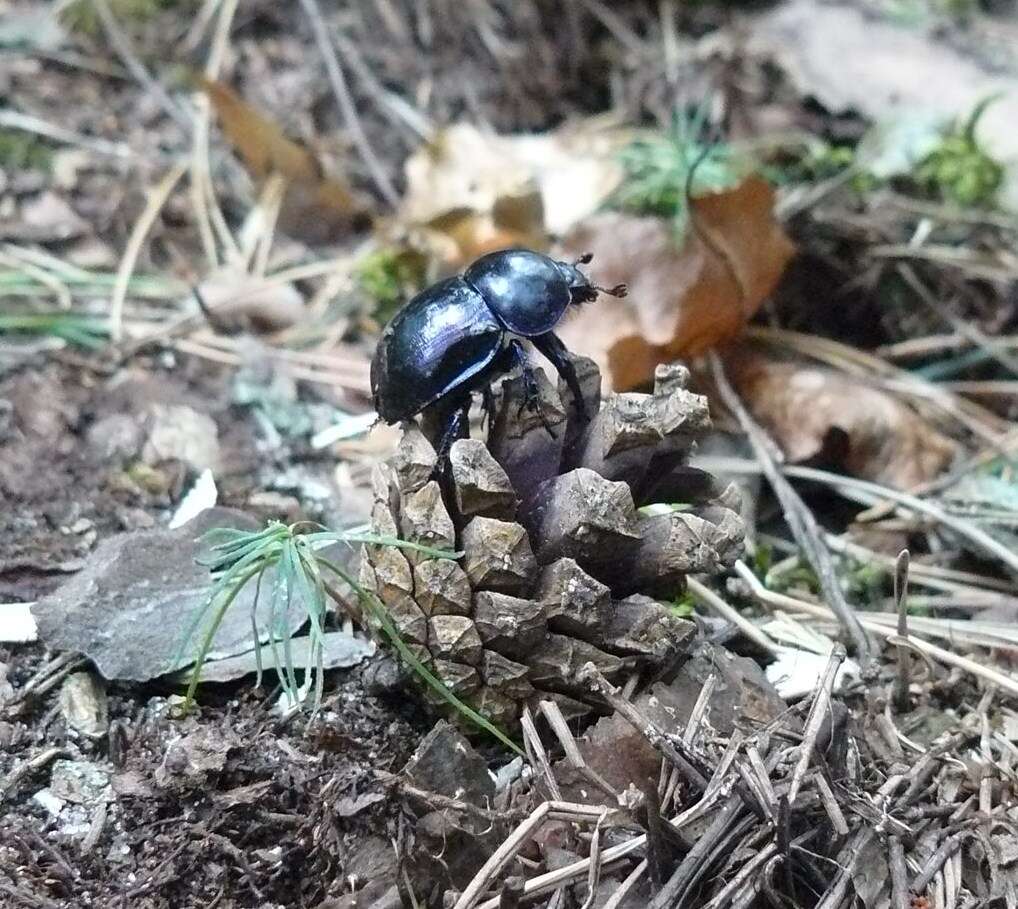 Слика од Geotrupes stercorarius (Linnaeus 1758)