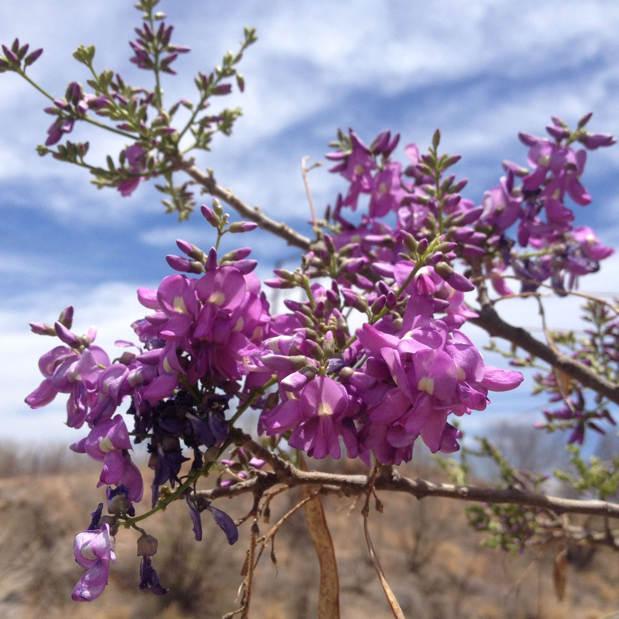 Image of Lonchocarpus hermannii M. Sousa