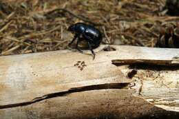 Слика од Geotrupes stercorarius (Linnaeus 1758)