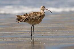 Image of Long-billed Curlew