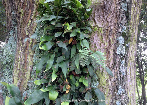 Image of lanceleaf polypody