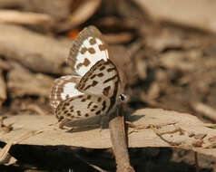 Image of Common Pierrot