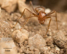 Image of Myrmecocystus wheeleri Snelling 1971