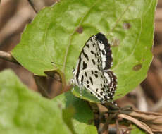 Image of Common Pierrot