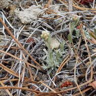 Imagem de Antennaria rosea subsp. confinis (Greene) R. J. Bayer