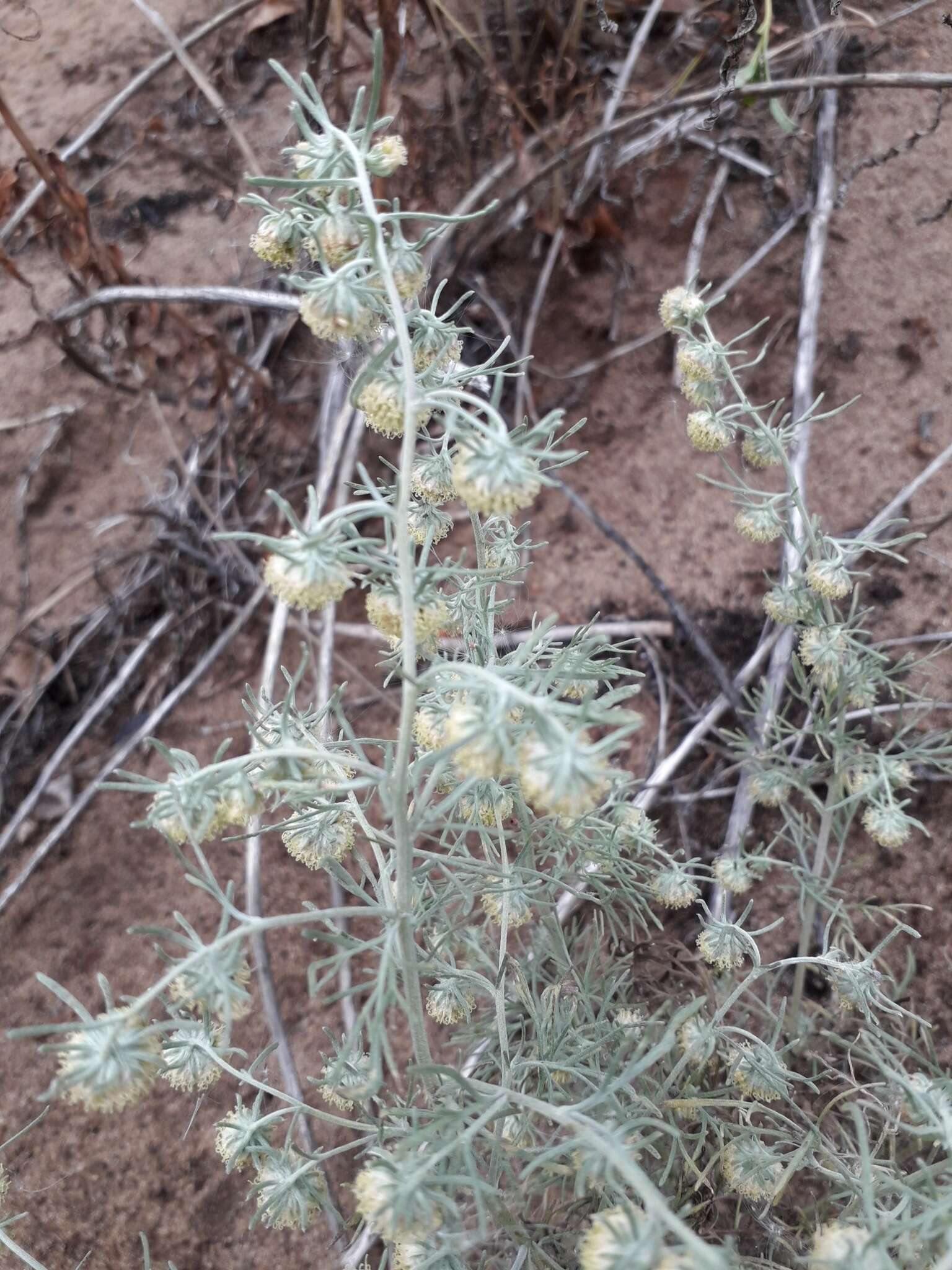 Слика од Artemisia jacutica Drobov