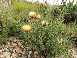 Image of Pteronia elongata Thunb.