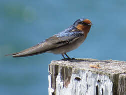 Imagem de Hirundo neoxena Gould 1842