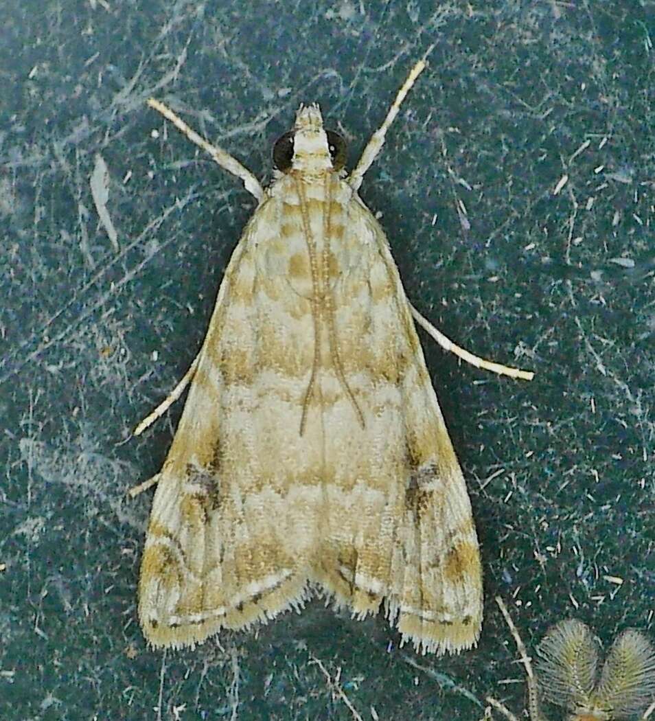 Image of Moth