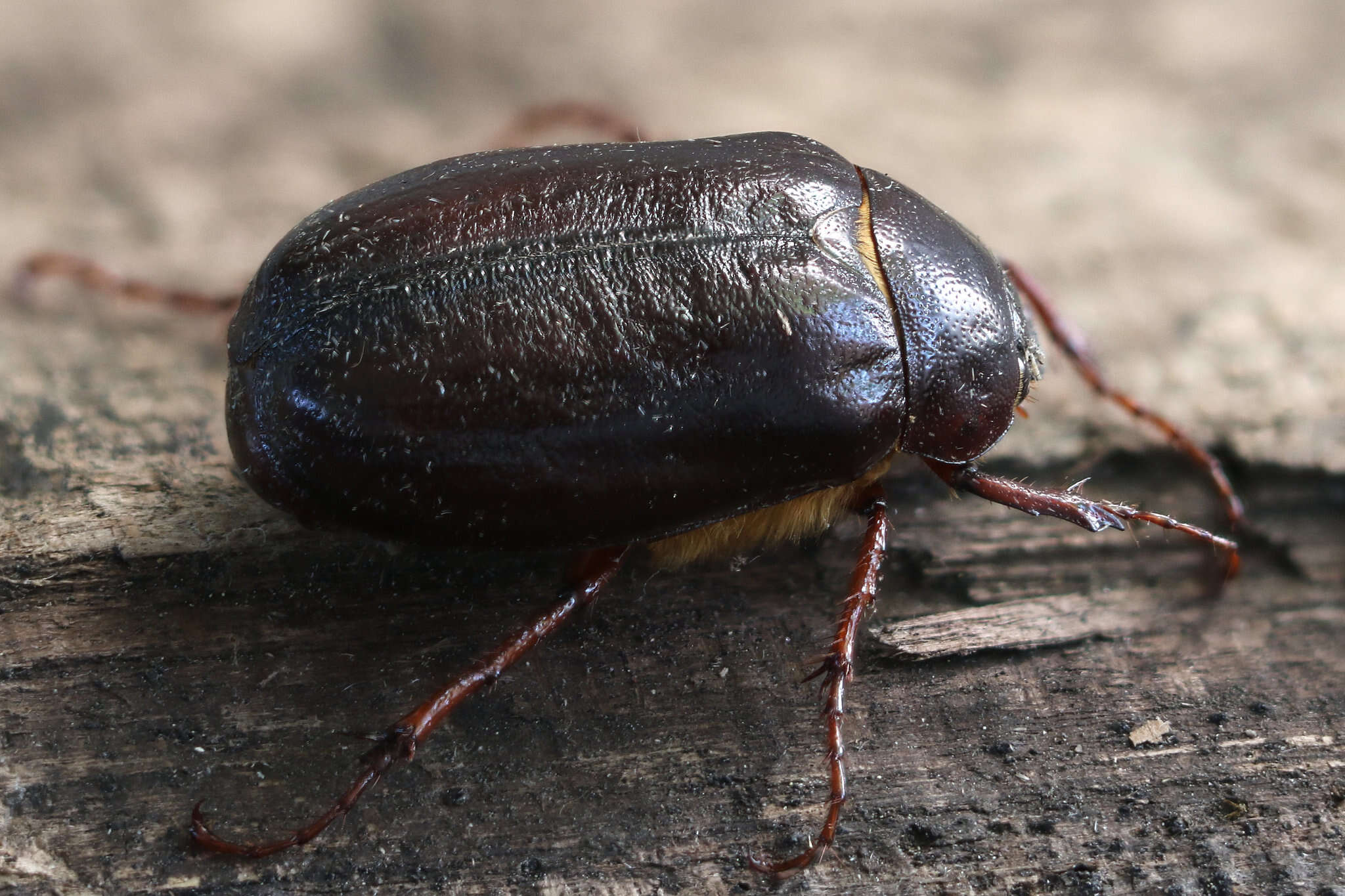 Image of Phyllophaga (Phyllophaga) anxia (Le Conte 1850)