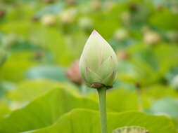 Image of lotus family