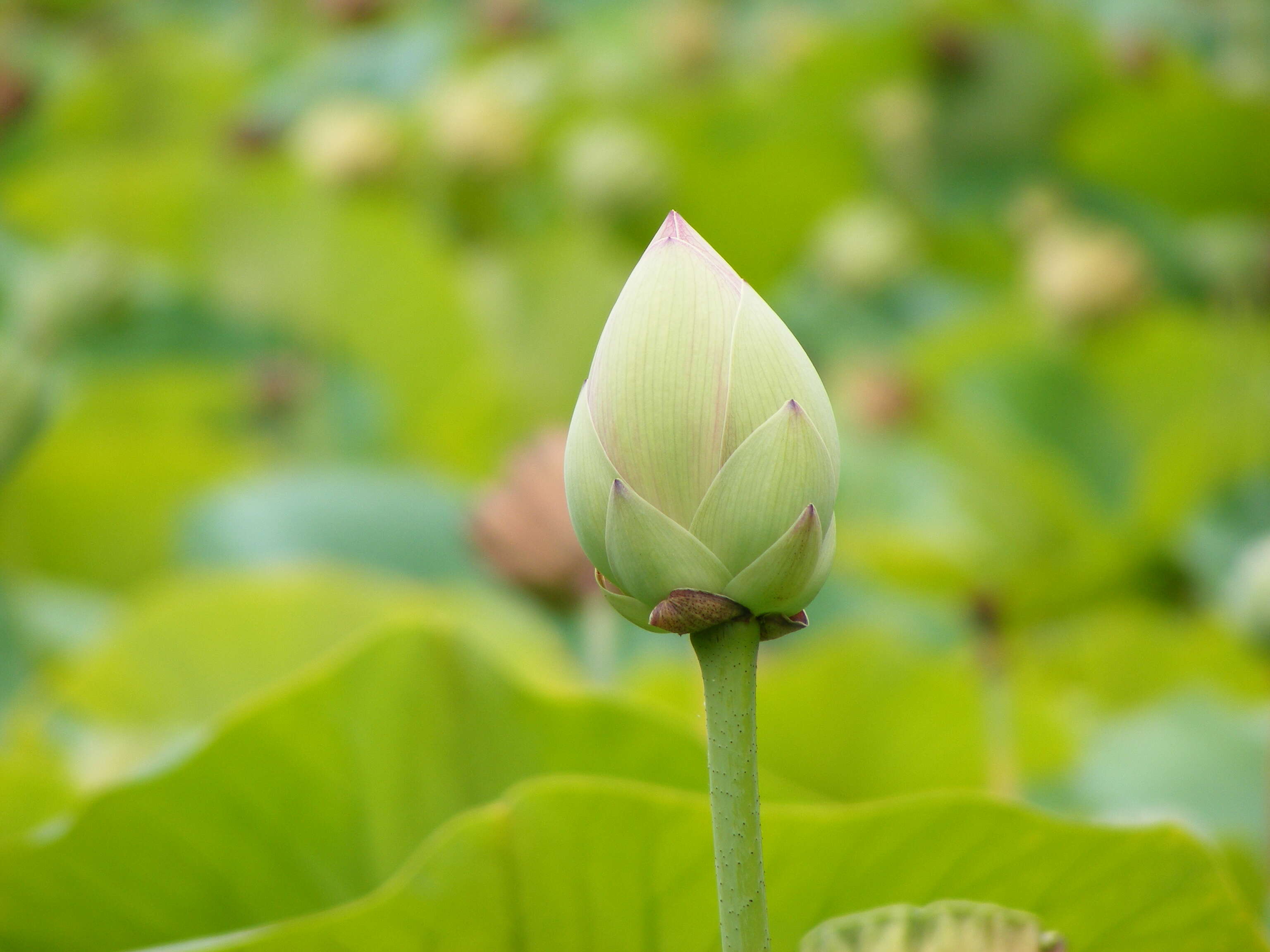 Image of lotus family