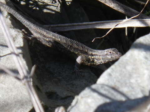 Image of Sceloporus occidentalis occidentalis Baird & Girard 1852