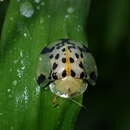 Image of Asian Spotted Tortoise Beetle