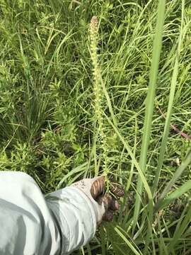 Image of Button Snakewort