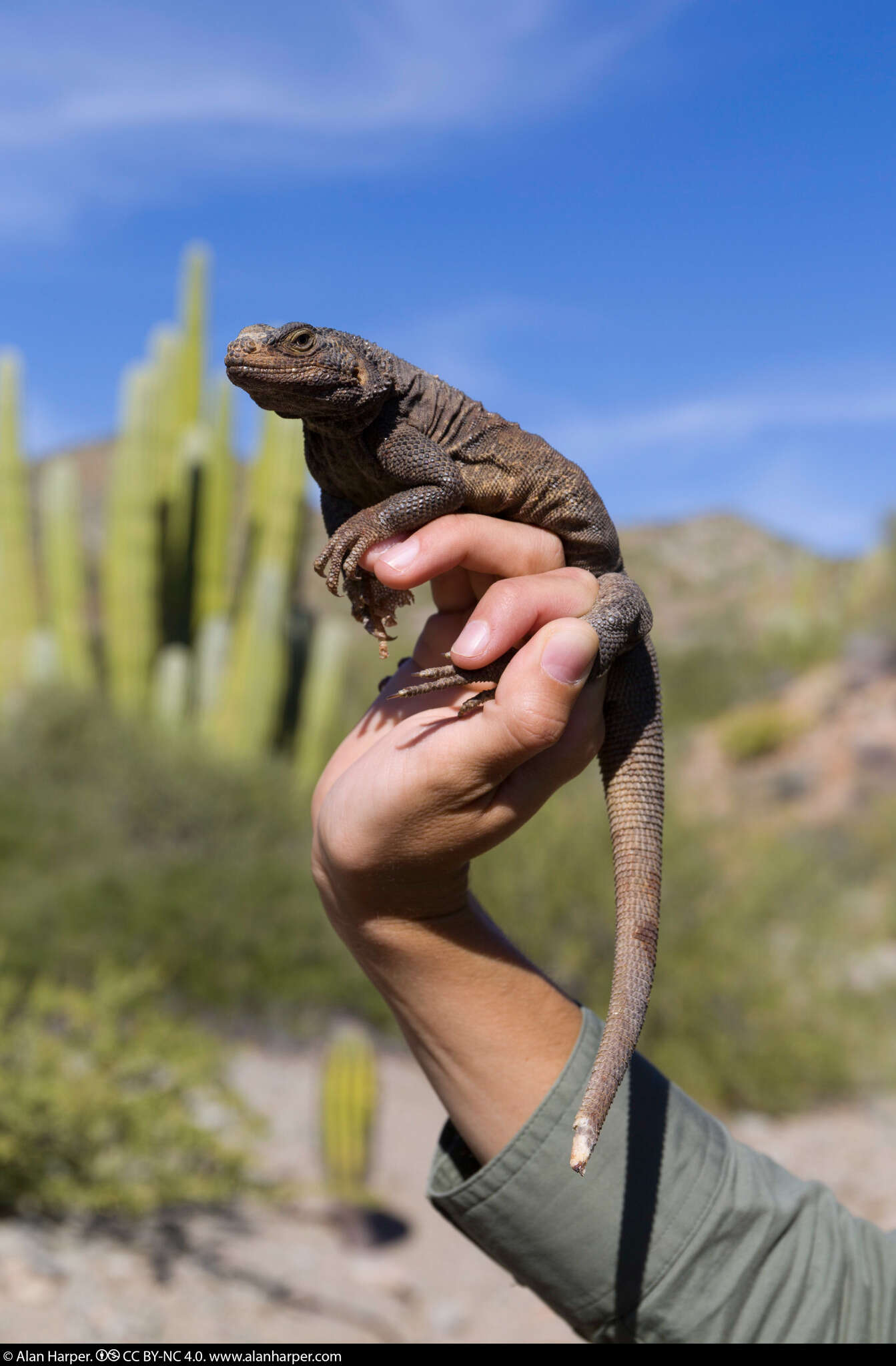 Image of Spotted Chuckwalla