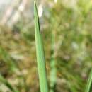 Image of Lachnagrostis pilosa subsp. pilosa
