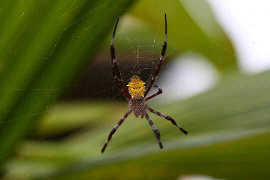 Image of Garden spider