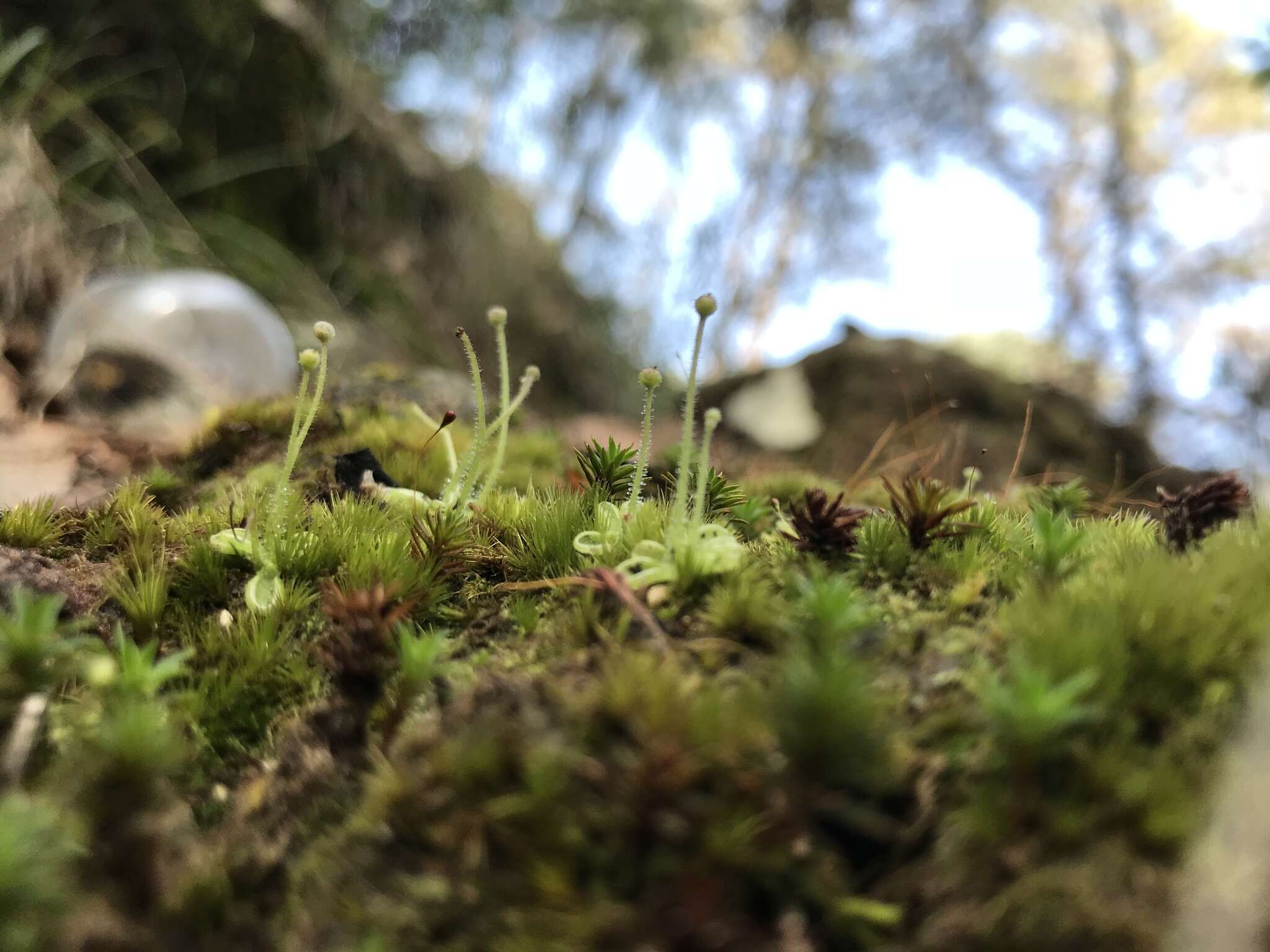 Image of Pinguicula crenatiloba DC.