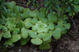 Image of Aeonium canariense (L.) Webb & Berth.