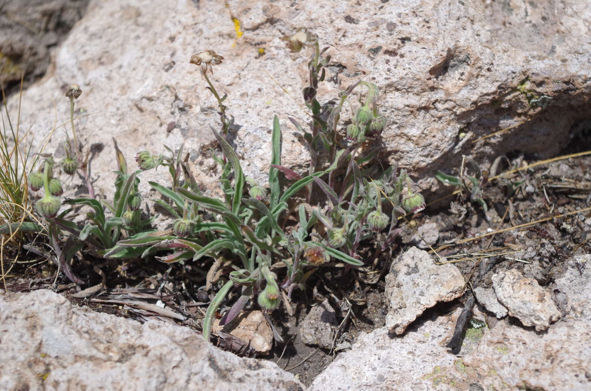 Image de Erigeron deserticolus (Phil.)