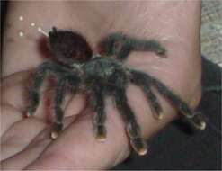 Image of Pinktoe tarantula