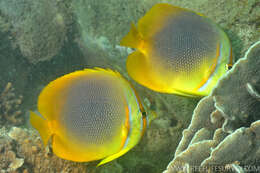 صورة Chaetodon aureofasciatus Macleay 1878