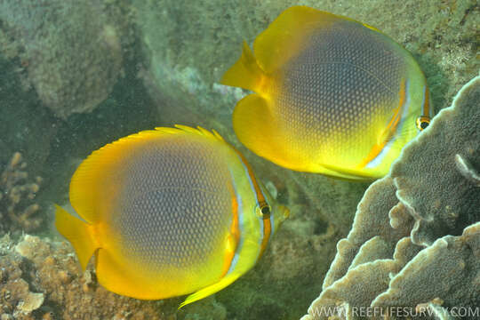 Image of Golden Butterflyfish