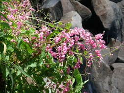 Image of antigonon