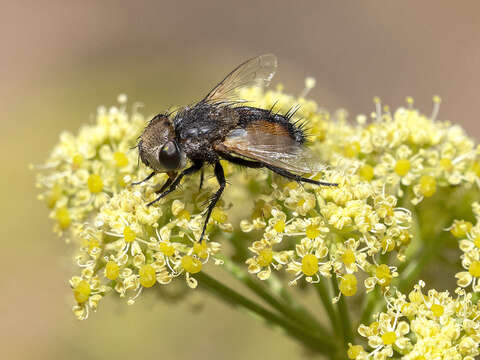 Image of Gonia bimaculata Wiedemann 1819