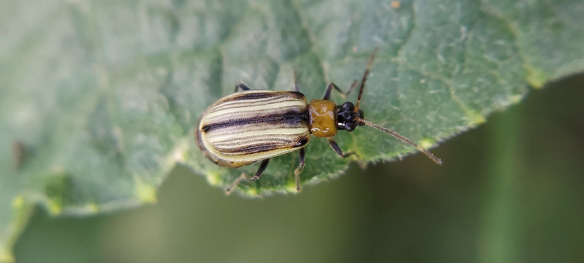 Acalymma blandulum (J. L. Le Conte 1868) resmi