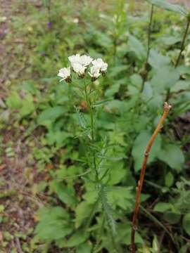 Sivun Achillea ledebourii Heimerl kuva