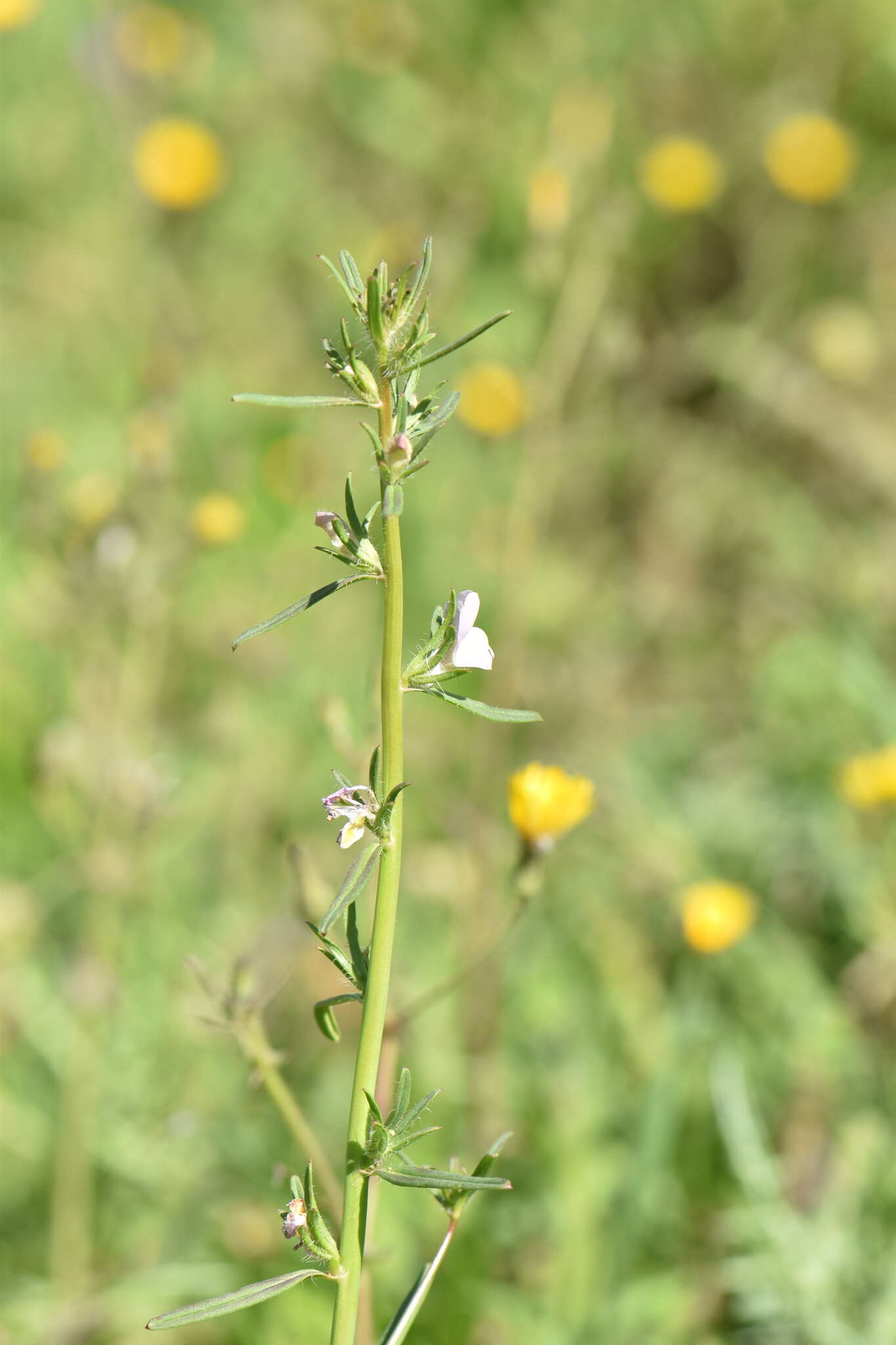 Image of Misopates calycinum (Vent.) Rothm.