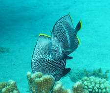 Image of Wrought Iron Butterflyfish
