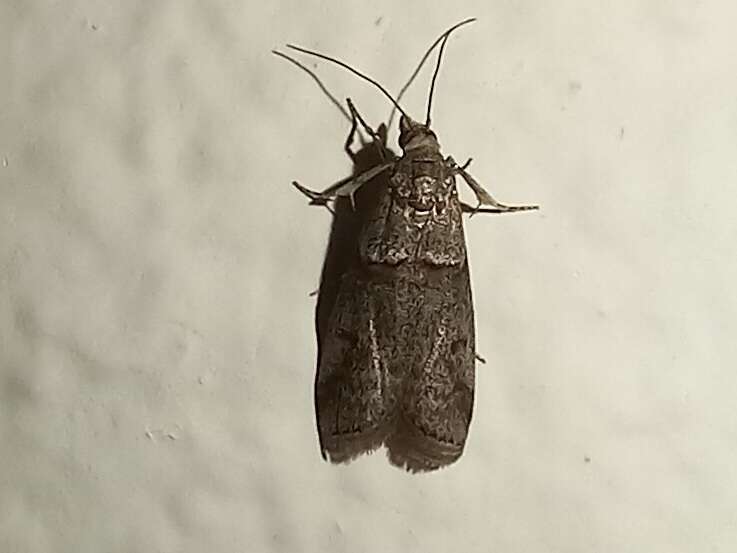 Acrobasis bithynella Zeller 1848 resmi