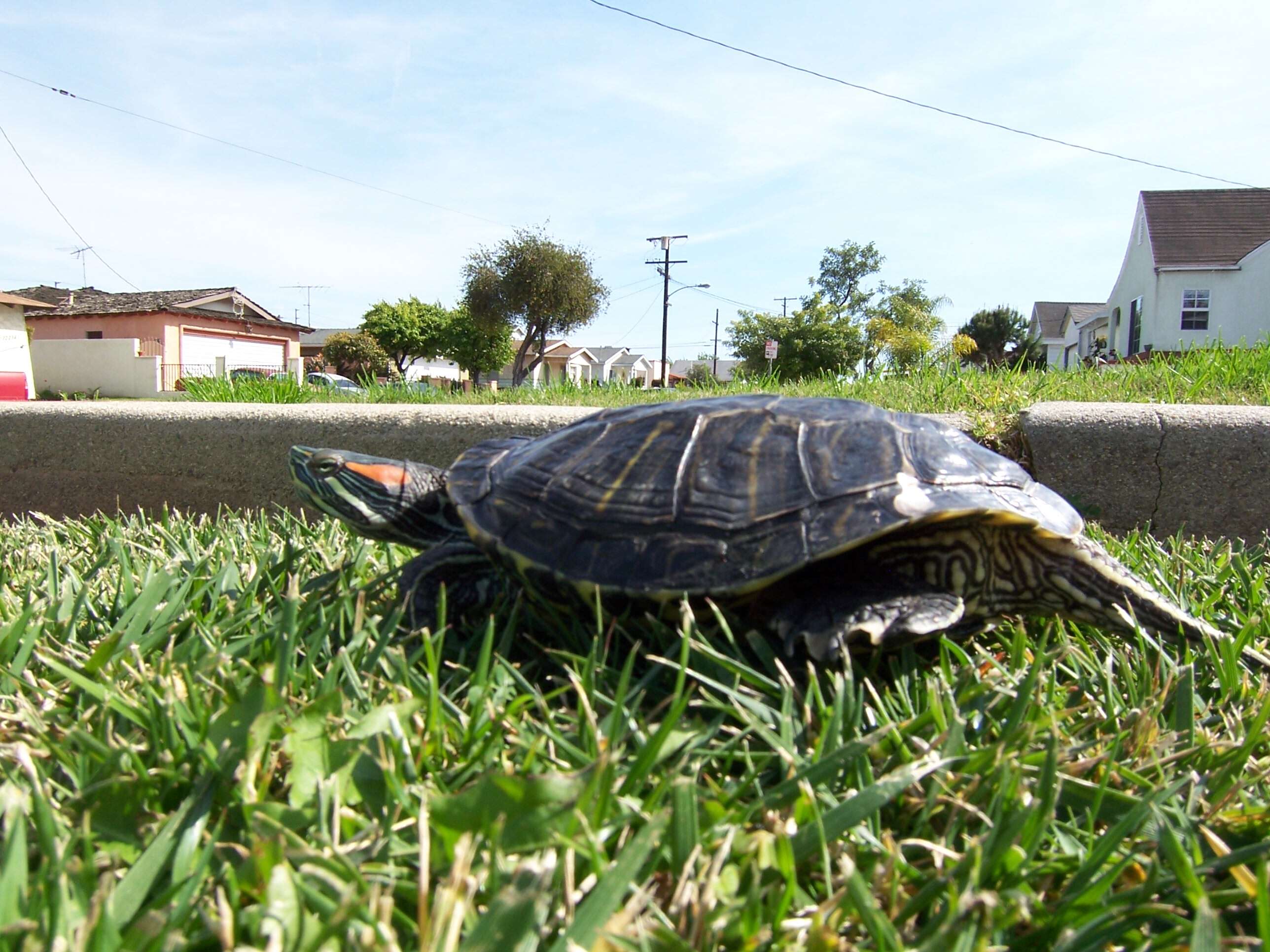 Image of slider turtle, red-eared terrapin, red-eared slider