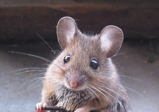 Image of wood mouse, long-tailed field mouse