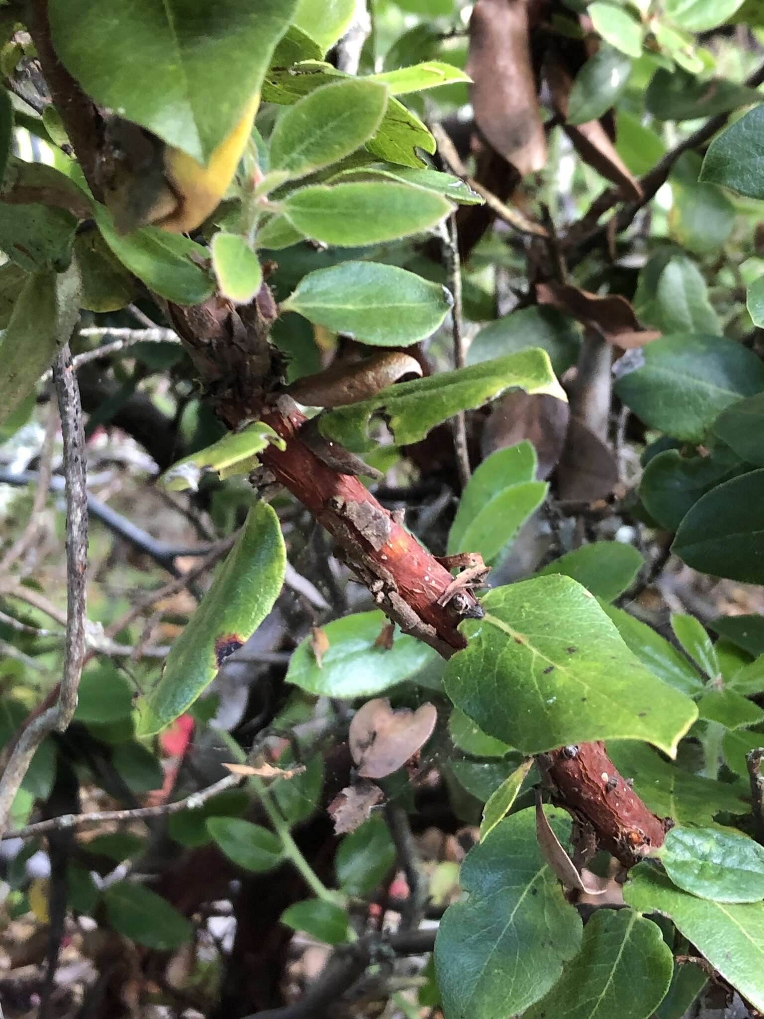 Image of dacite manzanita