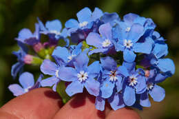 Image of velvet stickseed